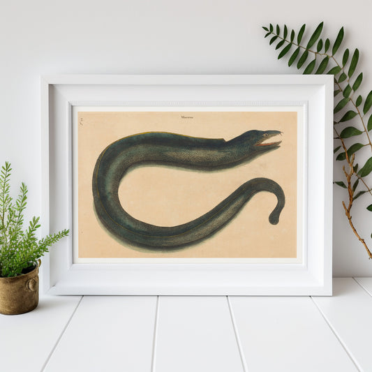 Affiche histoire naturelle Mark Catesby "Muray (Muraena helena)"