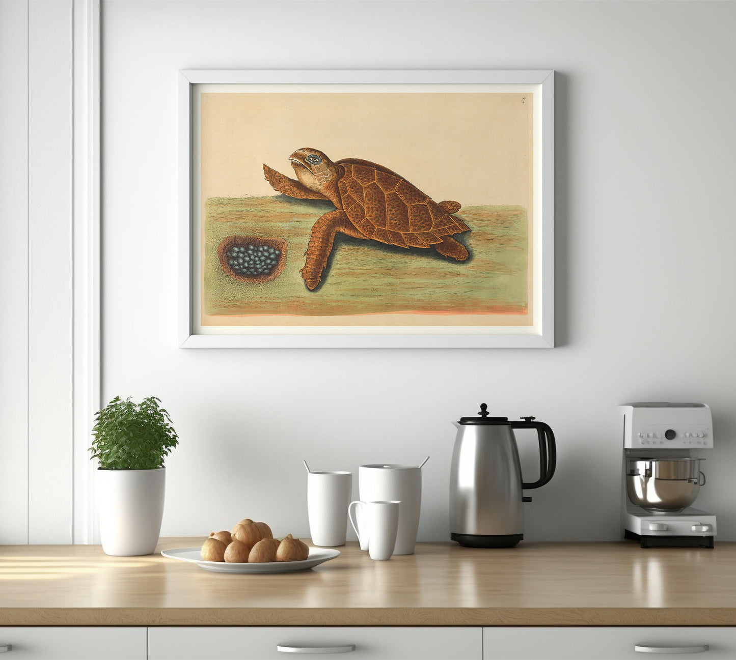 La tortue à bec de Hawks (Testudo caretta), par Mark Catesby