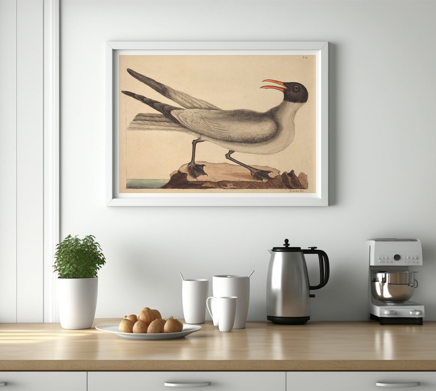 Affiche Mark Catesby "Laughing Gull"