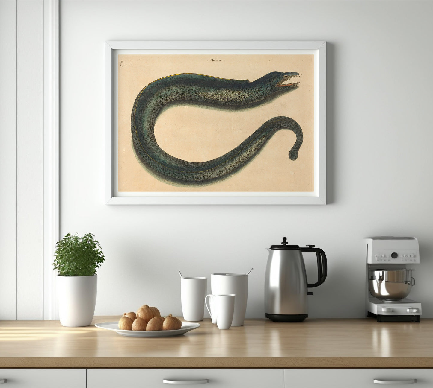 Affiche histoire naturelle Mark Catesby "Muray (Muraena helena)"