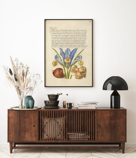 Spanish Chestnut, English Iris, and European Filbert