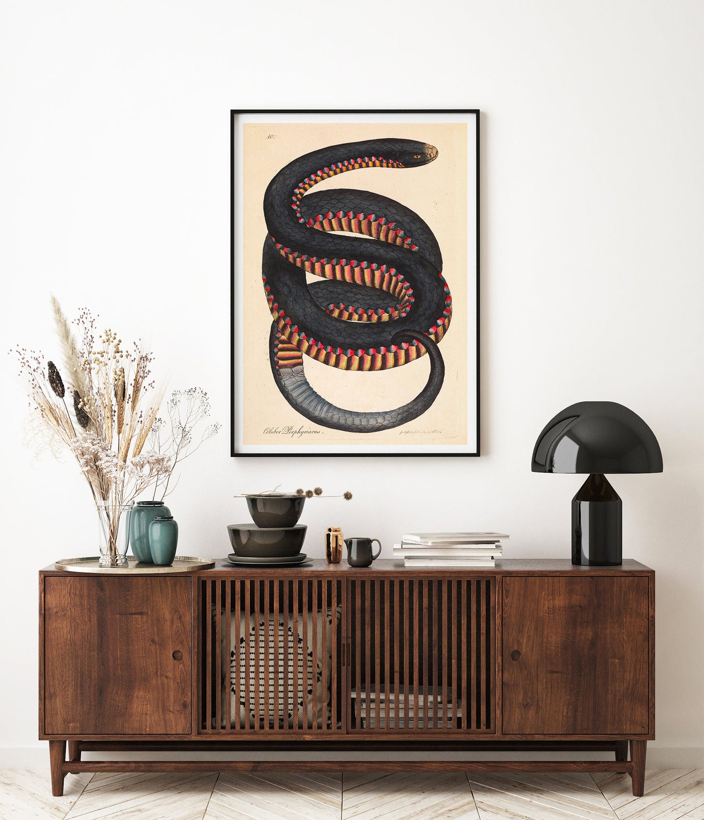 Serpent à flancs cramoisis, Coluber porphyriacus par James Sowerby