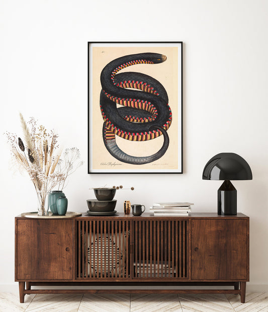 Serpent à flancs cramoisis, Coluber porphyriacus par James Sowerby