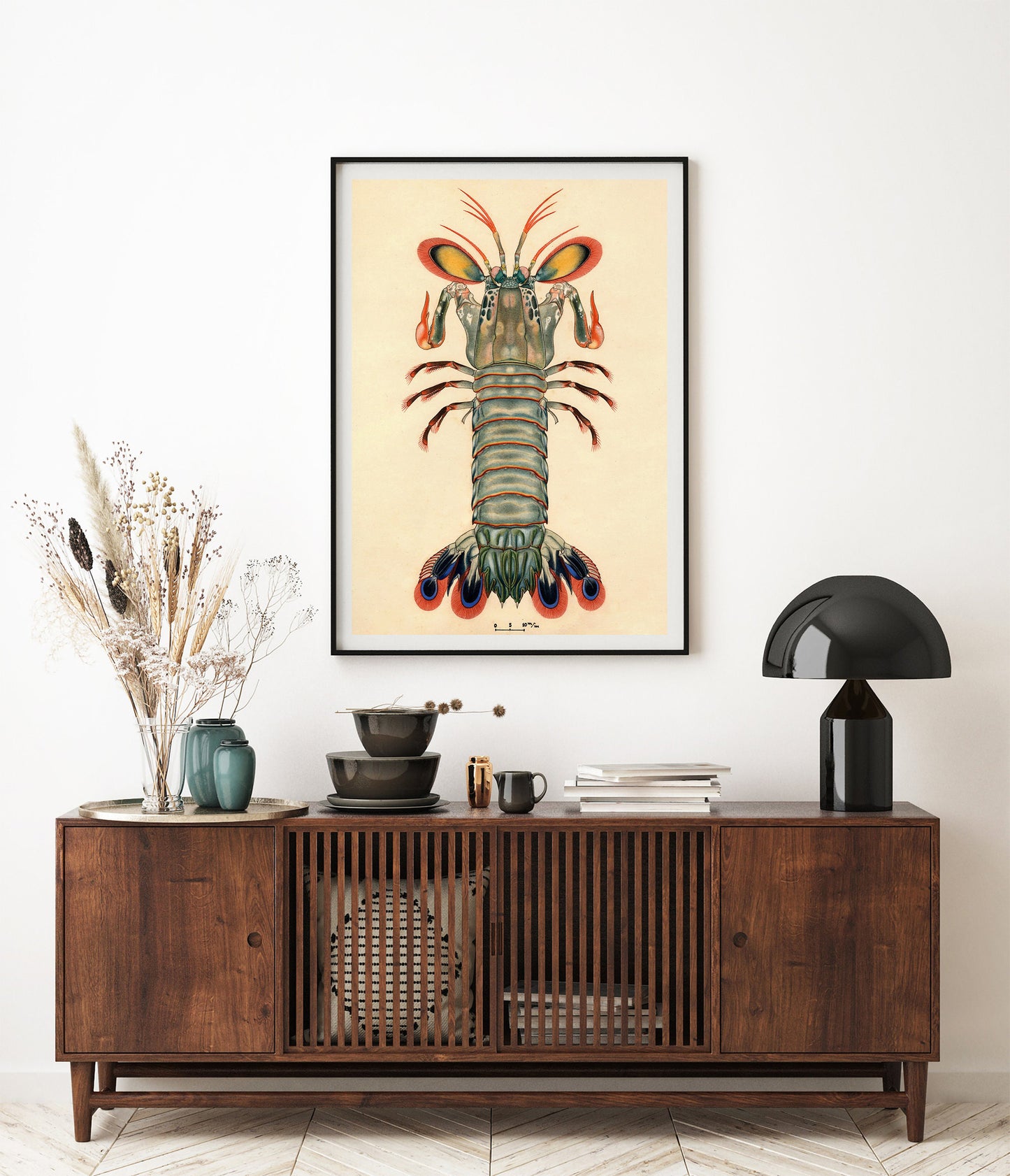 Crevette Mantis Paon