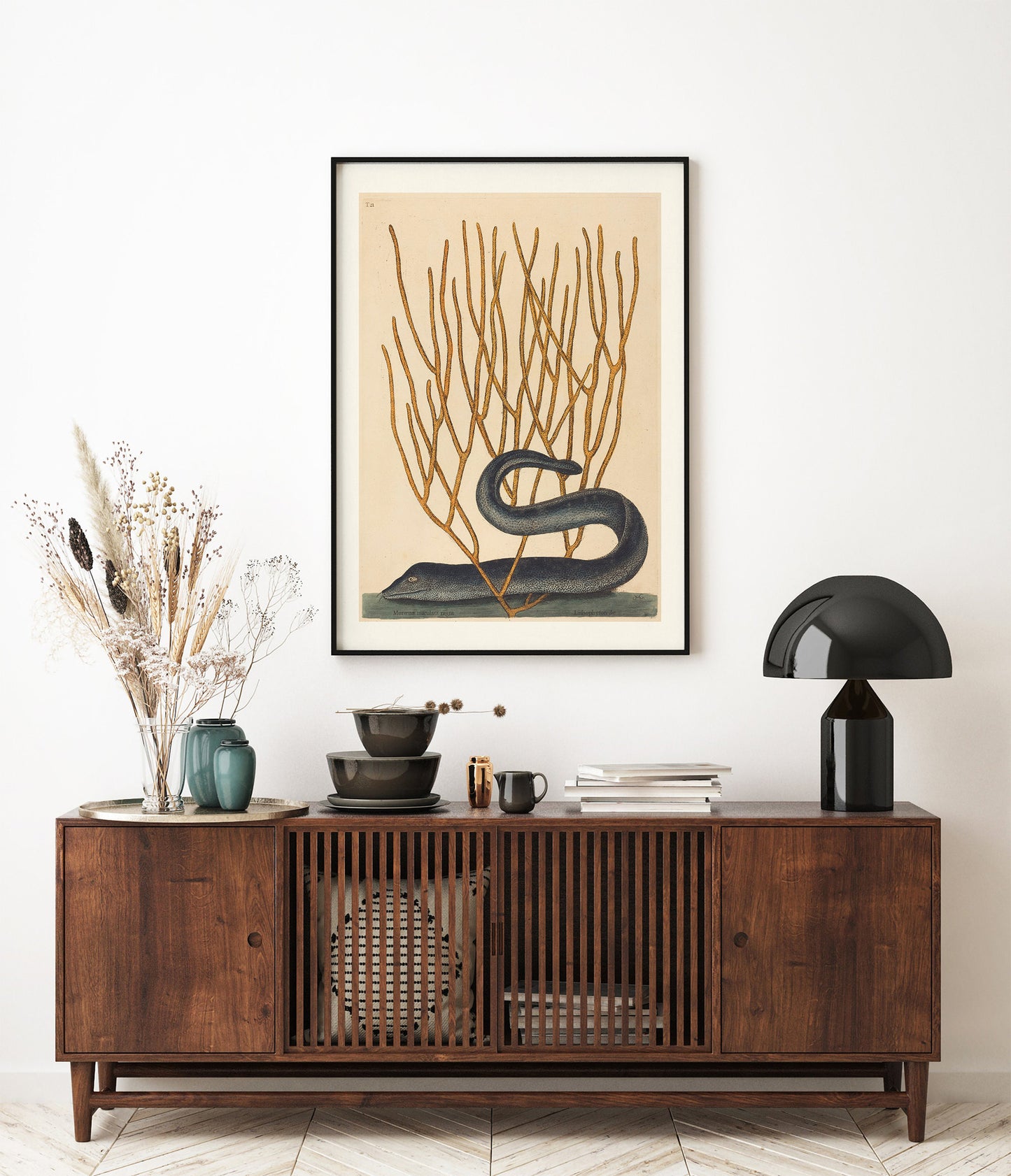 Affiche d'Histoire Naturelle Mark Catesby "Murène congre marbrée"