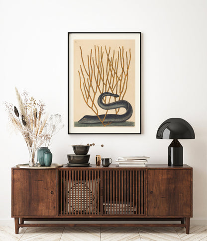 Affiche d'Histoire Naturelle Mark Catesby "Murène congre marbrée"
