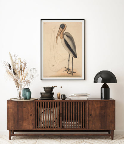 The Wood Pelican, by Mark Catesby