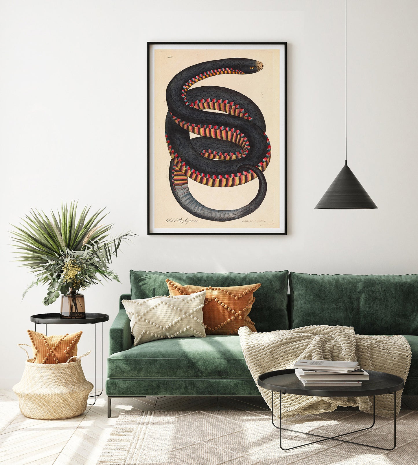 Serpent à flancs cramoisis, Coluber porphyriacus par James Sowerby
