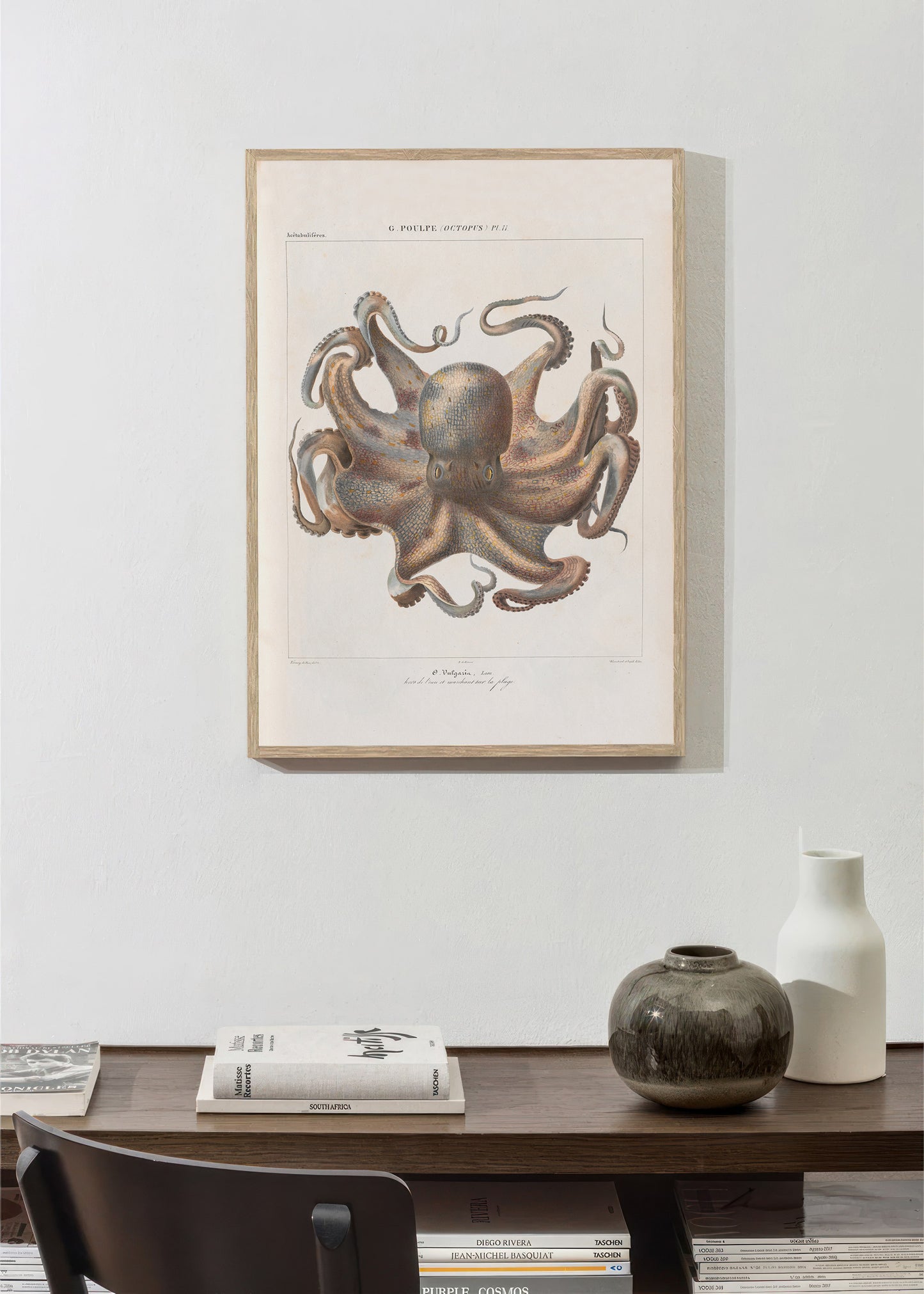 Vintage French illustration of an octopus