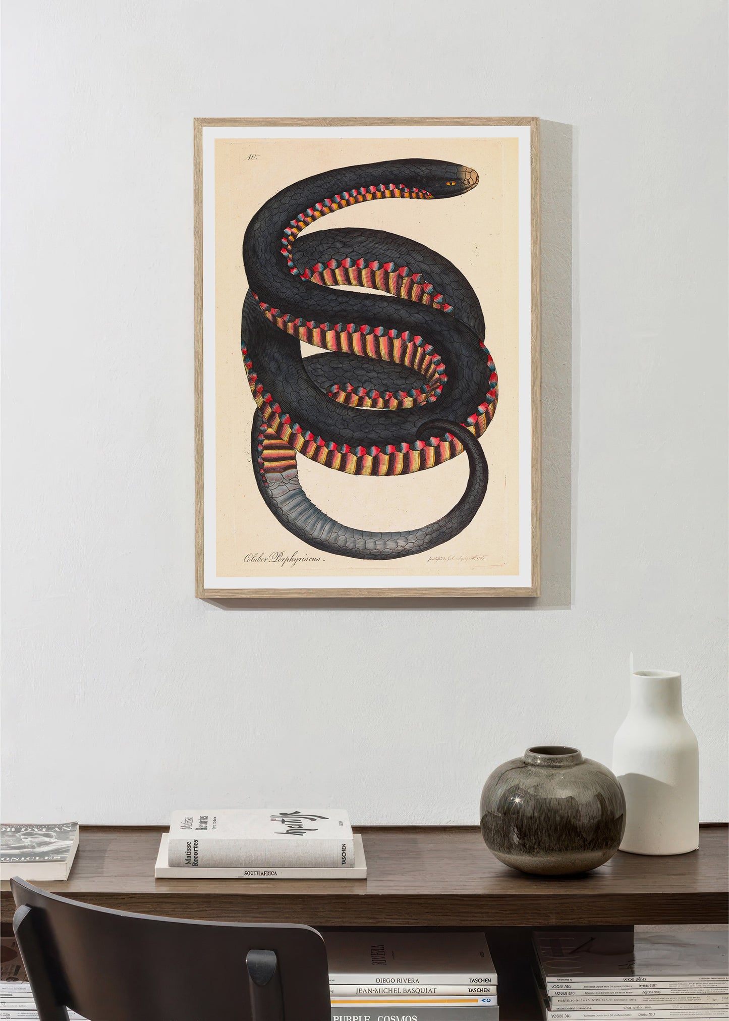 Serpent à flancs cramoisis, Coluber porphyriacus par James Sowerby