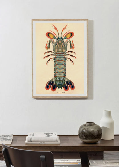 Crevette Mantis Paon