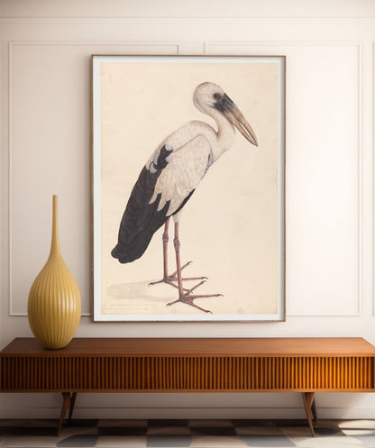 Affiche asiatique Openbill Stork