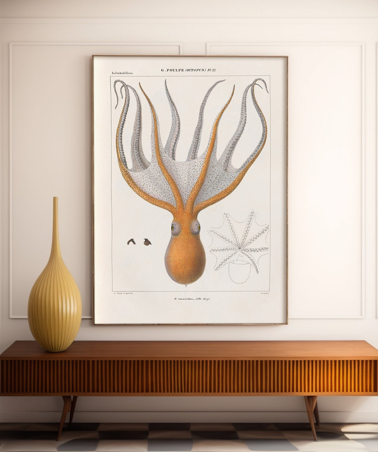 Vintage french illustration of an octopus