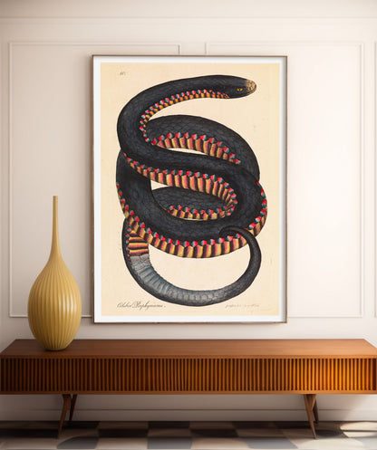 Serpent à flancs cramoisis, Coluber porphyriacus par James Sowerby