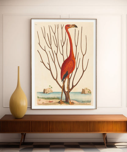 The Flamingo (Phoenicopterus ruber), Mark Catesby