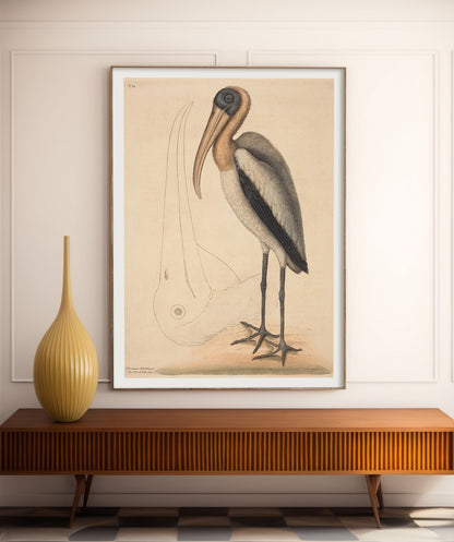 The Wood Pelican, by Mark Catesby
