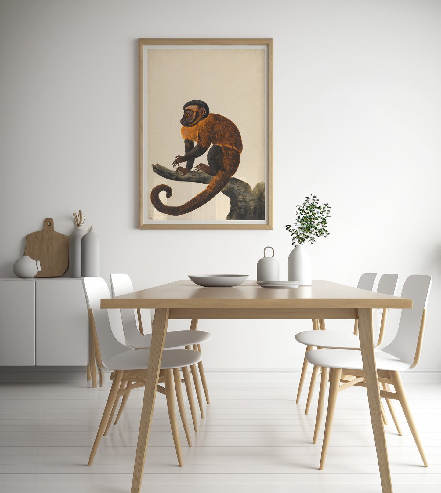 Capuchin monkey