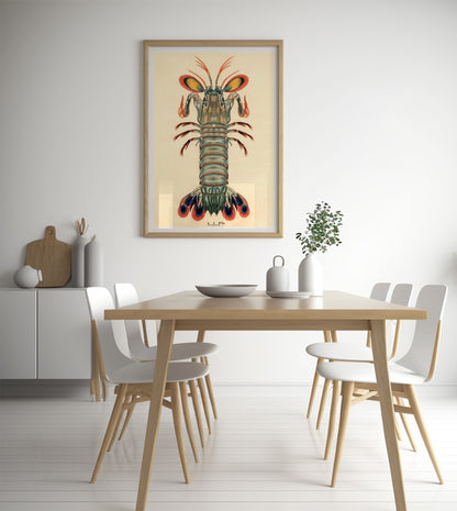 Crevette Mantis Paon
