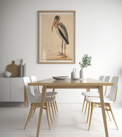 The Wood Pelican, by Mark Catesby