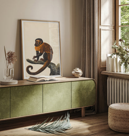 Capuchin monkey
