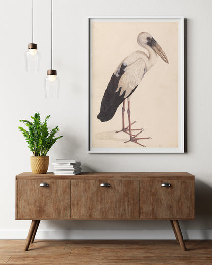 Affiche asiatique Openbill Stork
