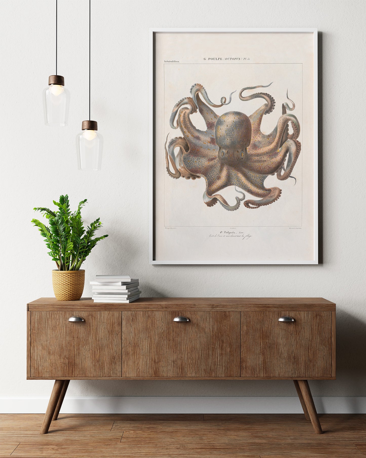 Vintage French illustration of an octopus
