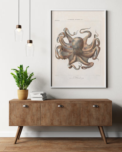 Vintage French illustration of an octopus