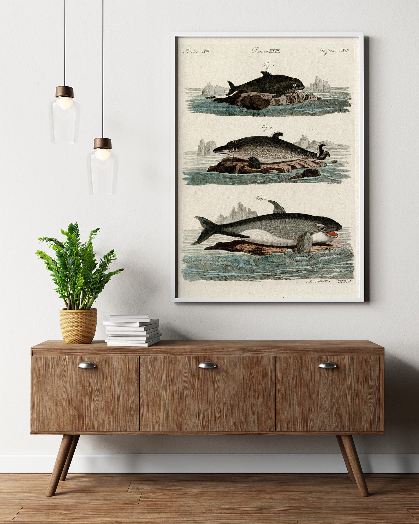 Affiche vintage Histoire Naturelle - Jacob Xaver Schmuzer "Fische, Pisces, Poissons XXIII"