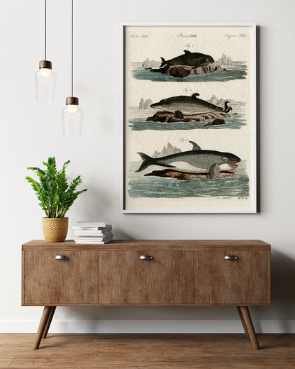 Affiche vintage Histoire Naturelle - Jacob Xaver Schmuzer "Fische, Pisces, Poissons XXIII"