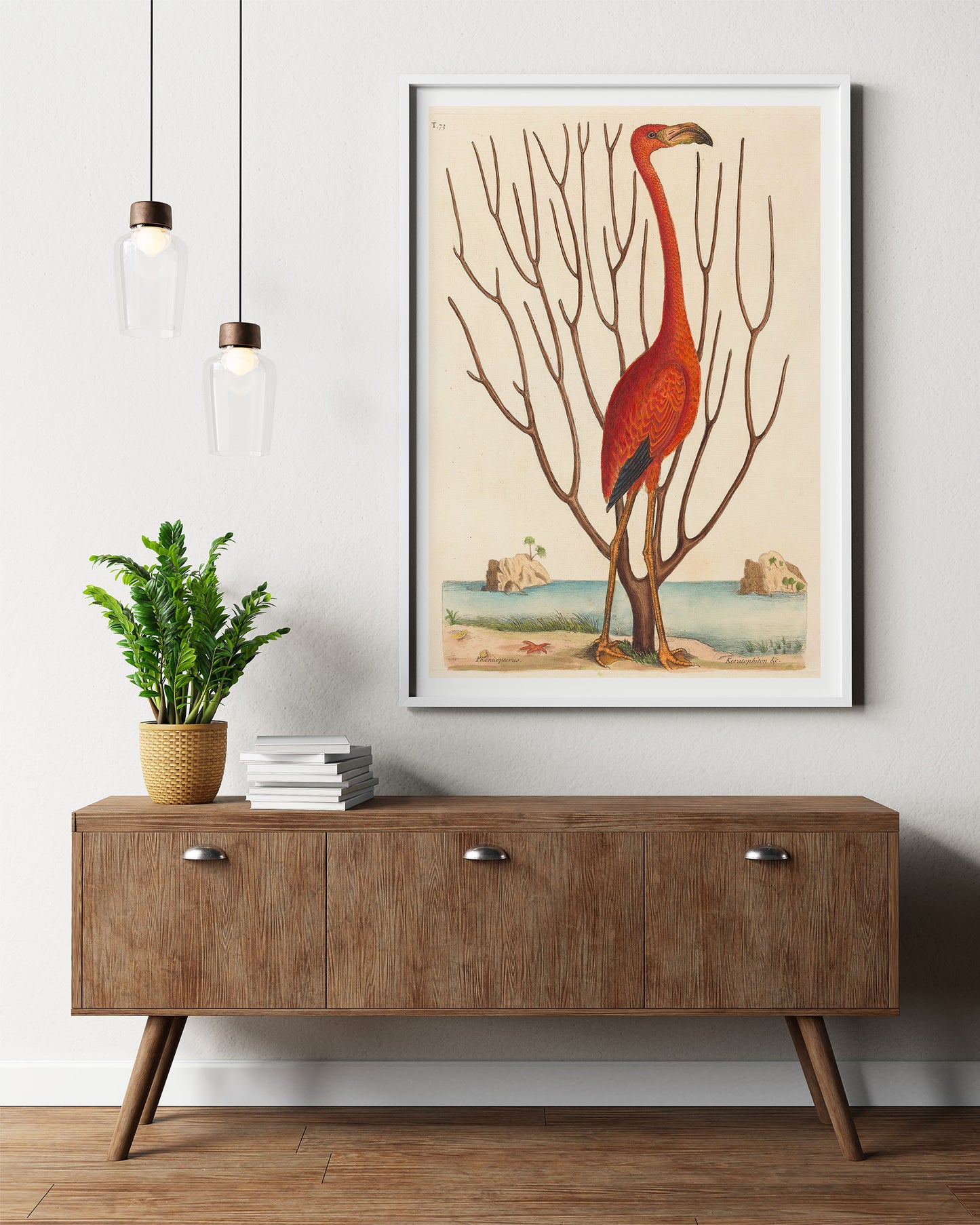 The Flamingo (Phoenicopterus ruber), Mark Catesby