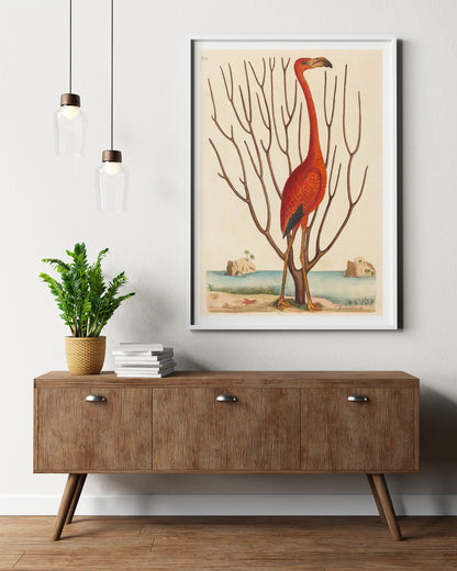 The Flamingo (Phoenicopterus ruber), Mark Catesby