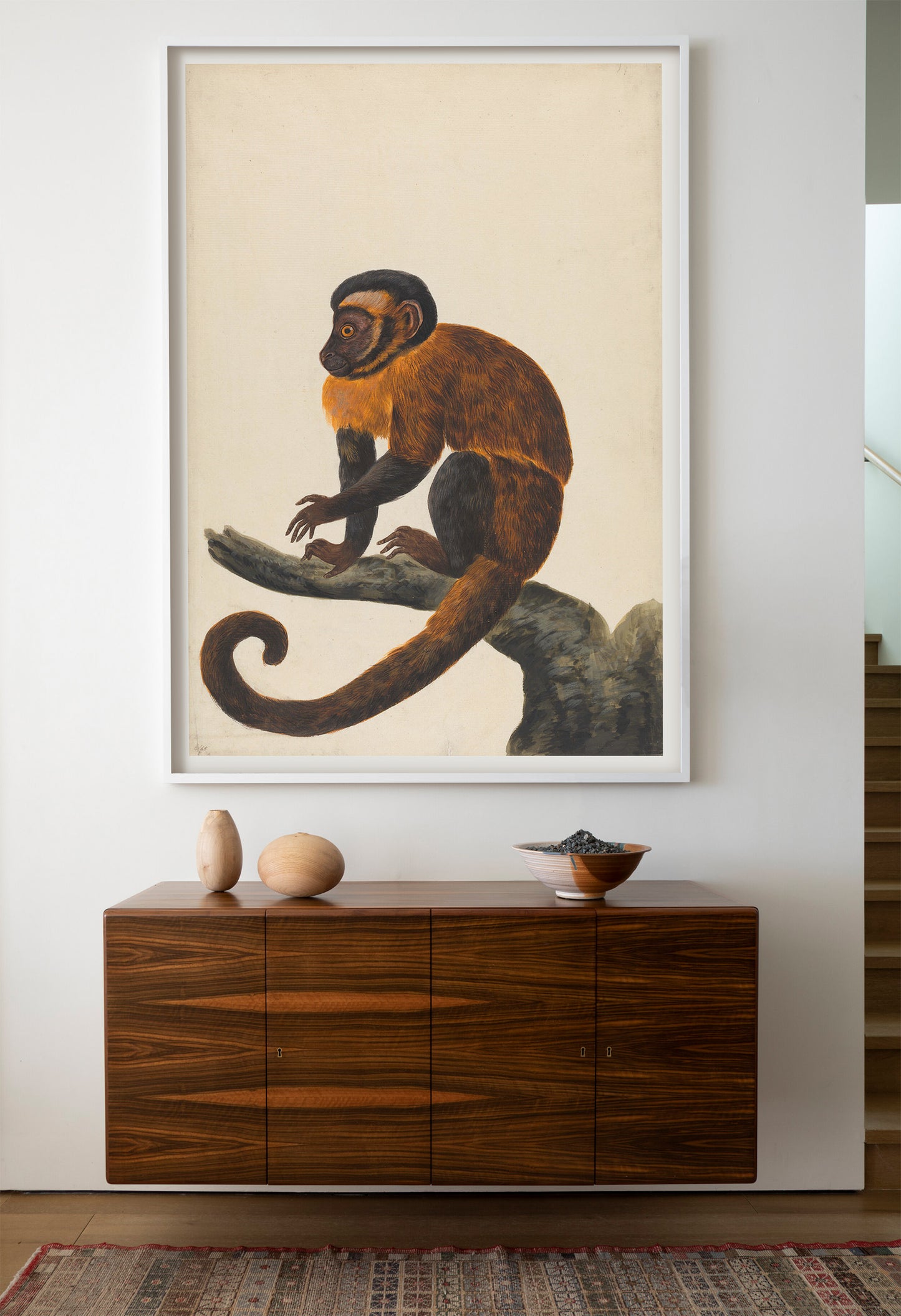 Capuchin monkey