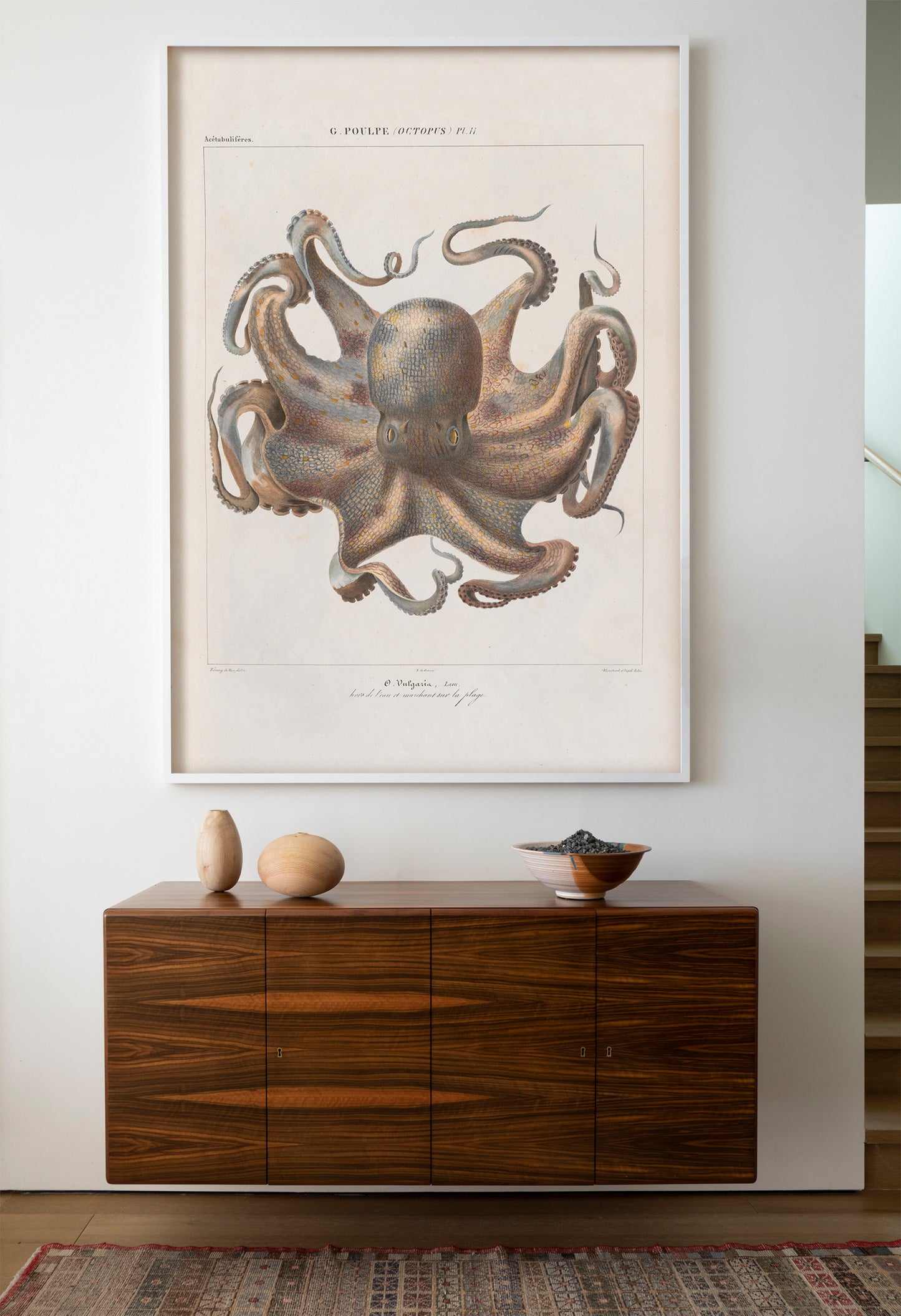 Vintage French illustration of an octopus