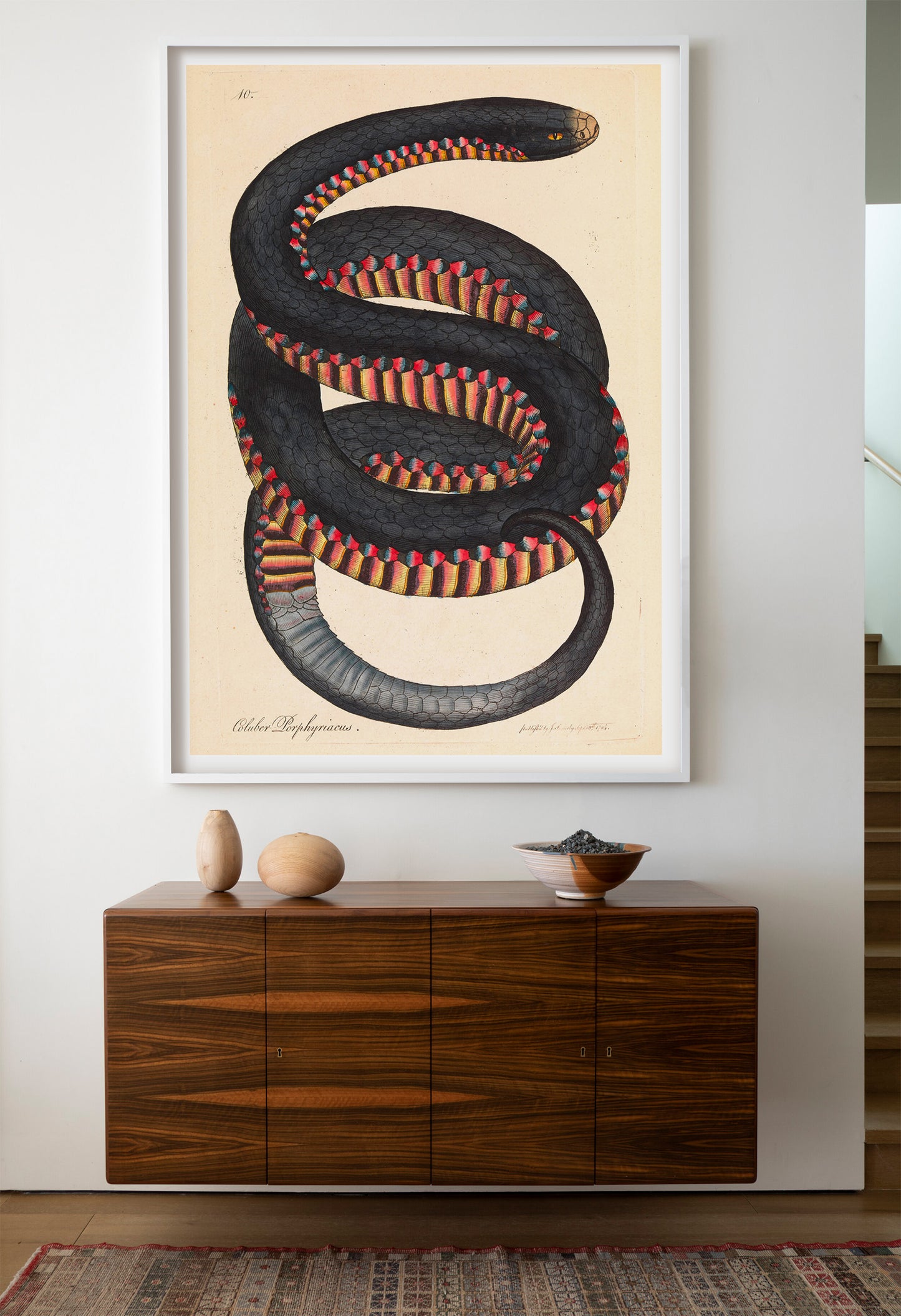 Serpent à flancs cramoisis, Coluber porphyriacus par James Sowerby